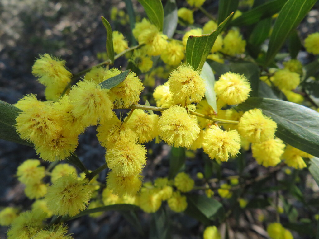 Acacia verniciflua (hero image)