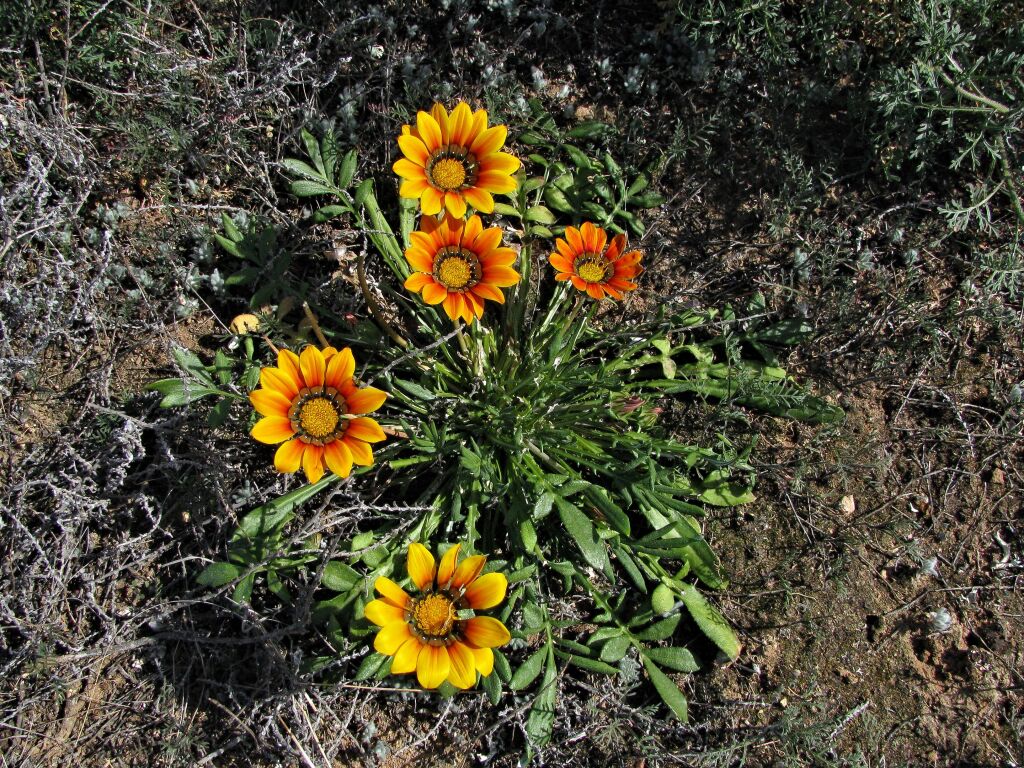 Gazania (hero image)