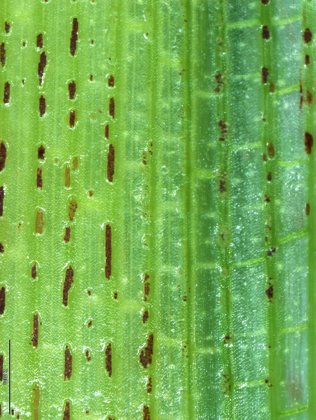 Typha domingensis (hero image)