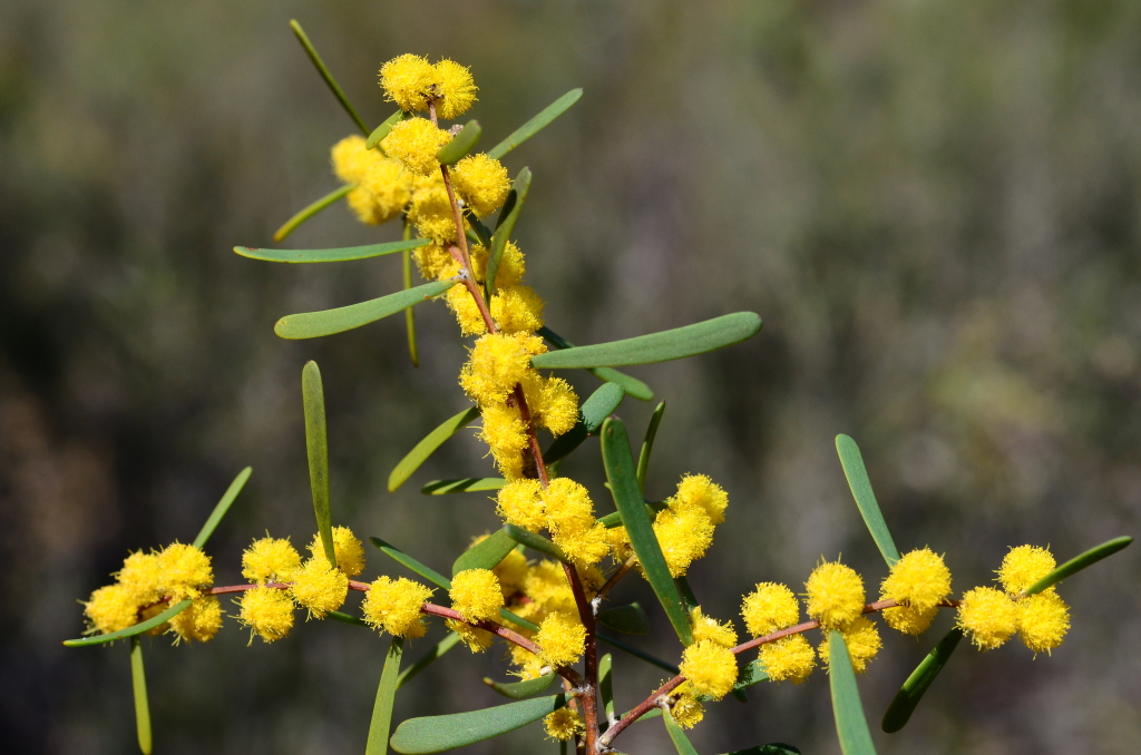 Acacia farinosa (hero image)