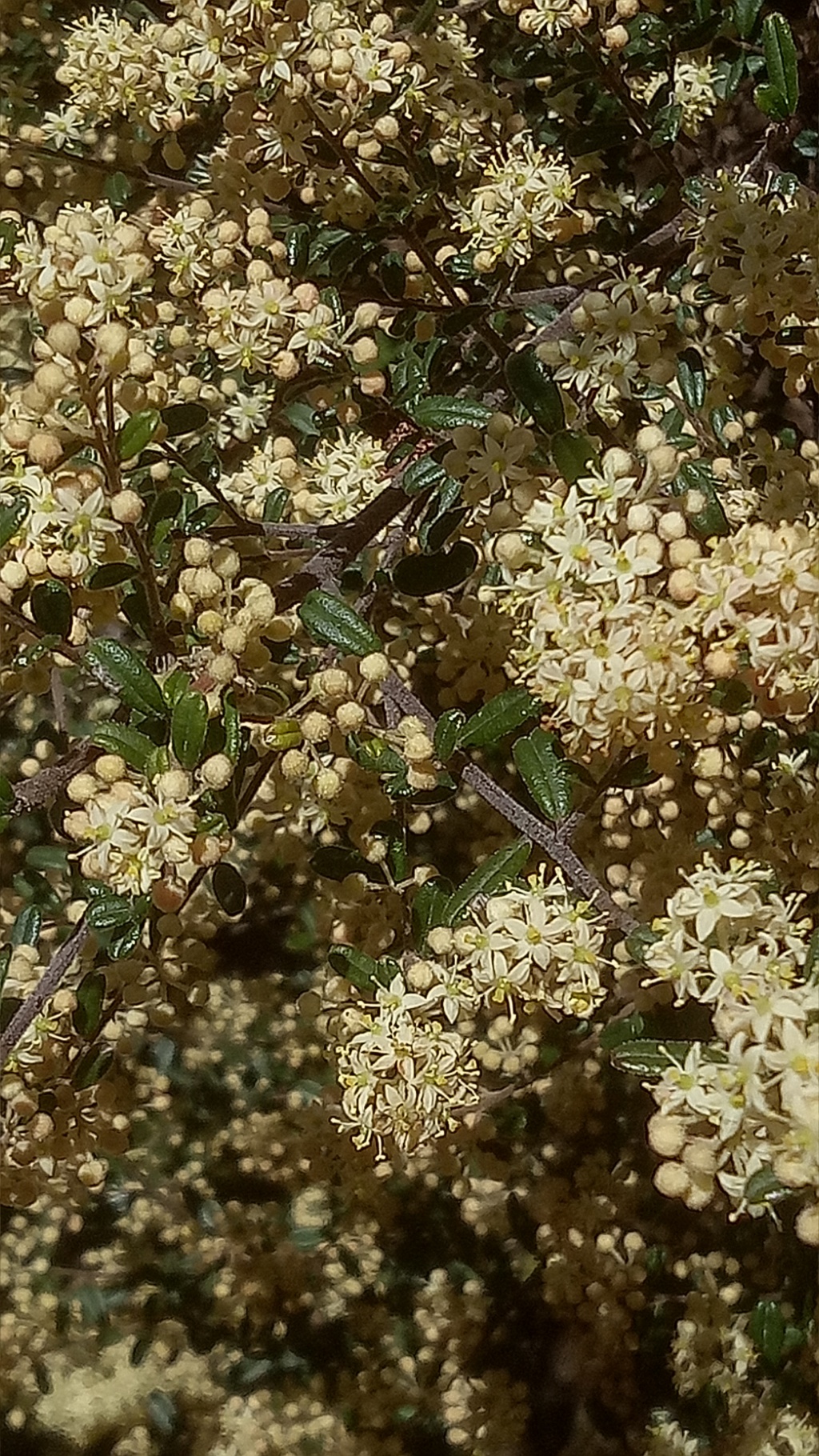 Pomaderris helianthemifolia subsp. minor (hero image)