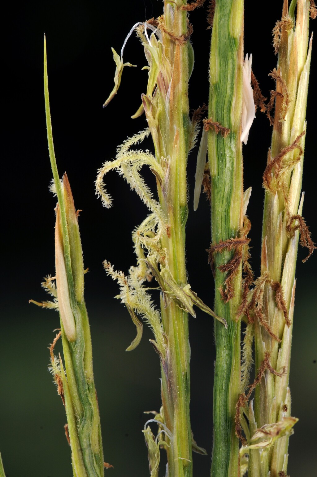 Sporobolus anglicus (hero image)