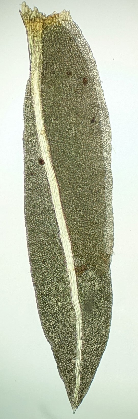 Fissidens linearis var. linearis (hero image)