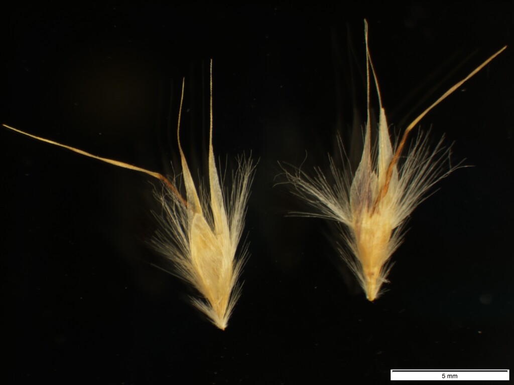 Rytidosperma alpicola (hero image)