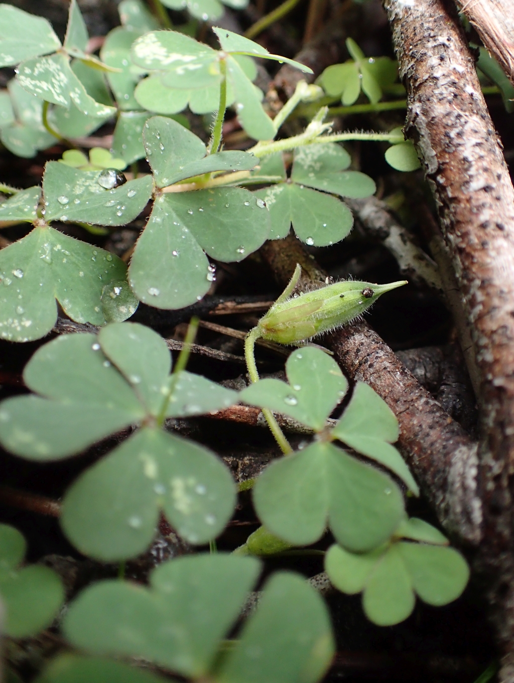 Oxalis chnoodes (hero image)