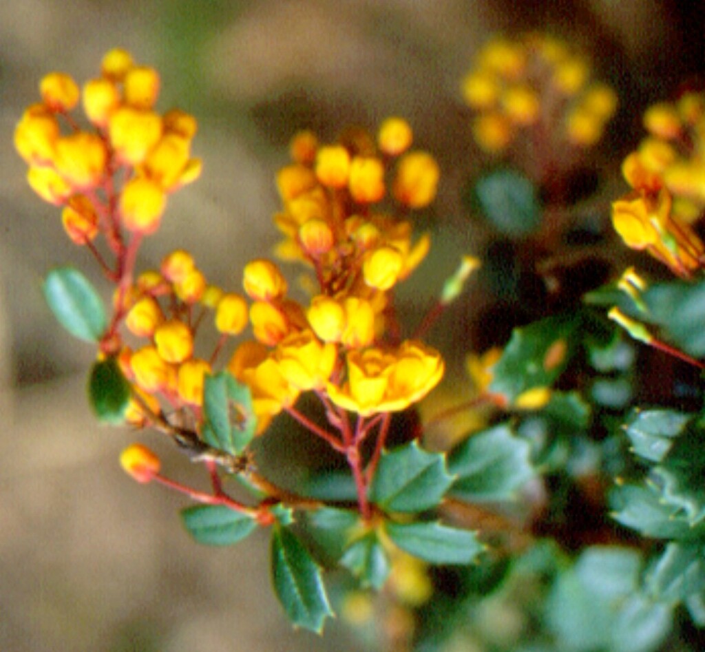 Berberis (hero image)