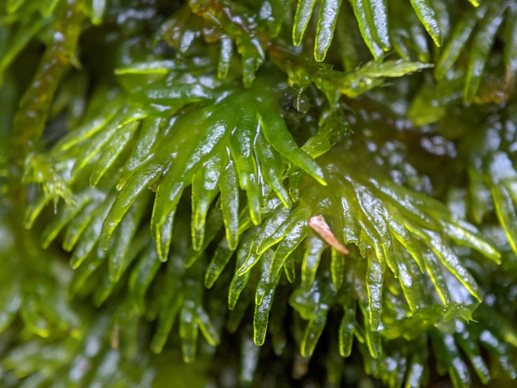 Riccardia rupicola (hero image)