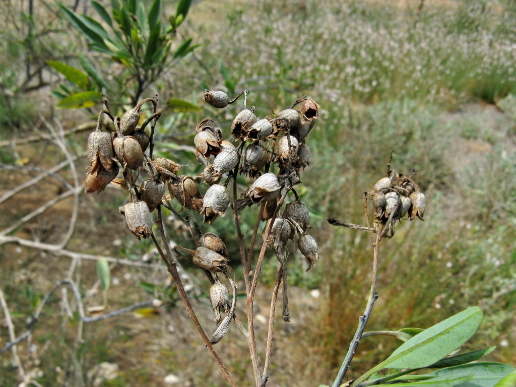 Nicotiana glauca (hero image)