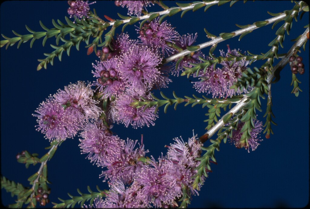 Melaleuca gibbosa (hero image)