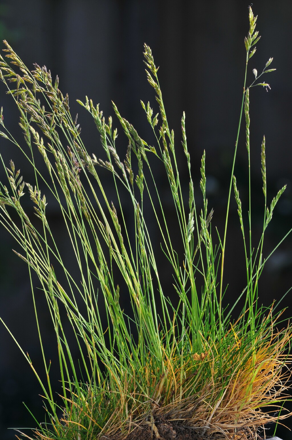 Festuca rubra (hero image)