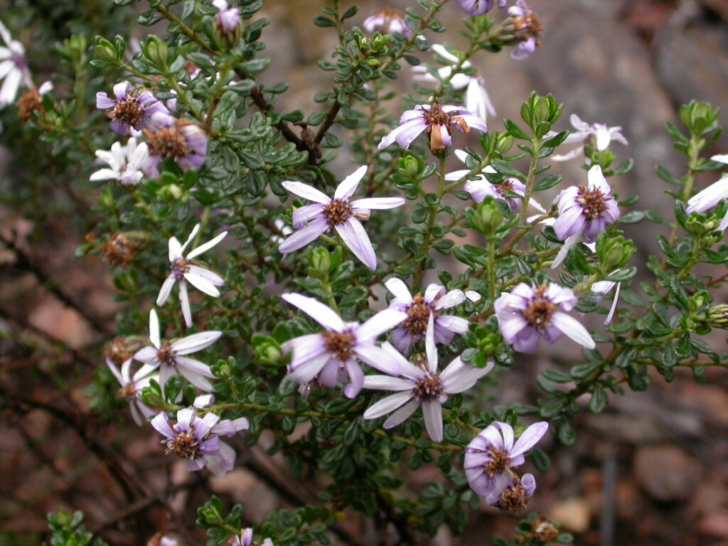 Olearia iodochroa (hero image)