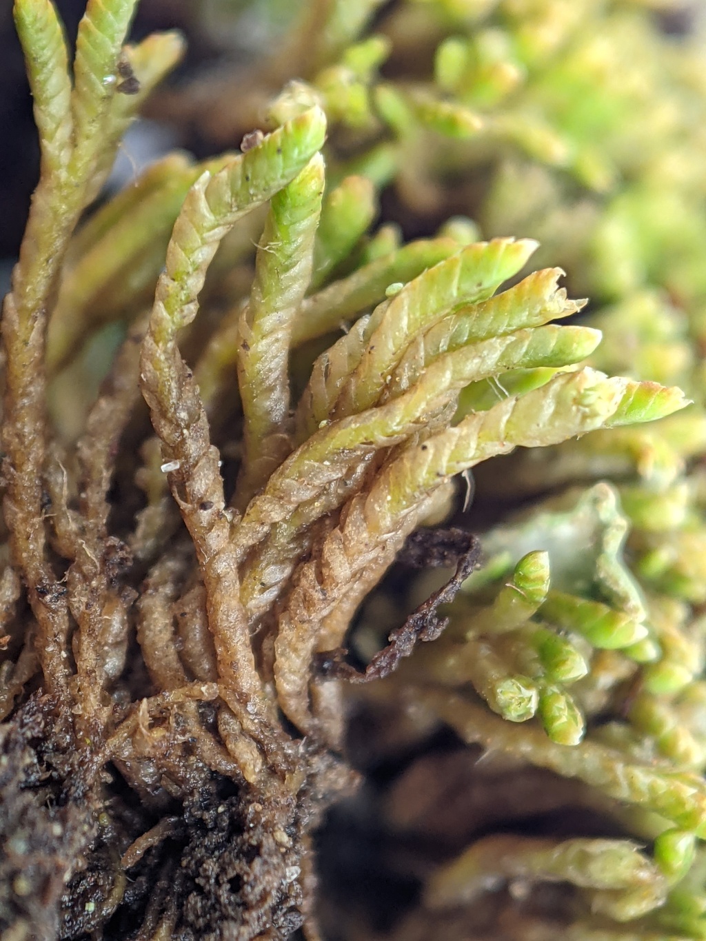 Gymnomitriaceae (hero image)