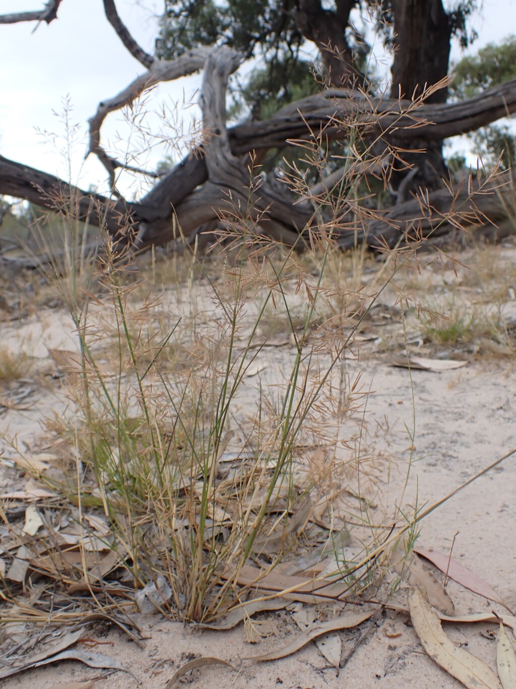 Eragrostis lacunaria (hero image)