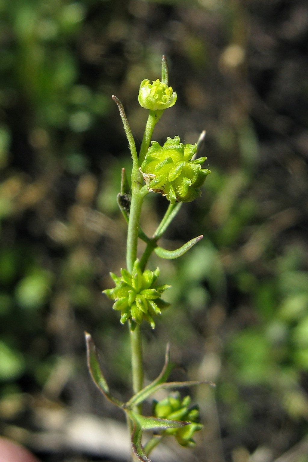 Ranunculus sessiliflorus var. pilulifer (hero image)