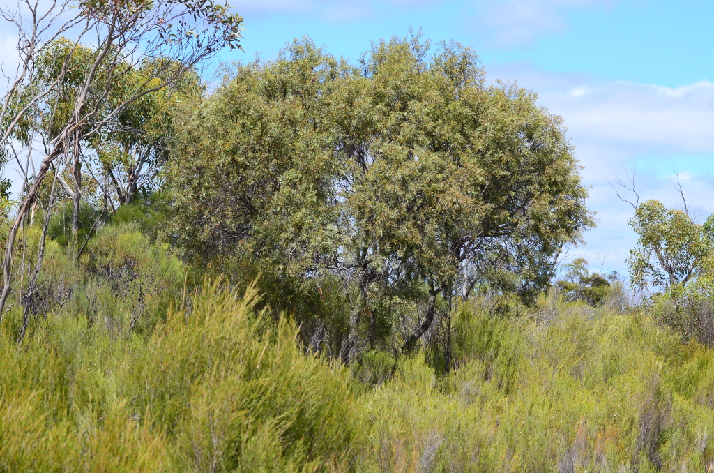 Santalaceae (hero image)