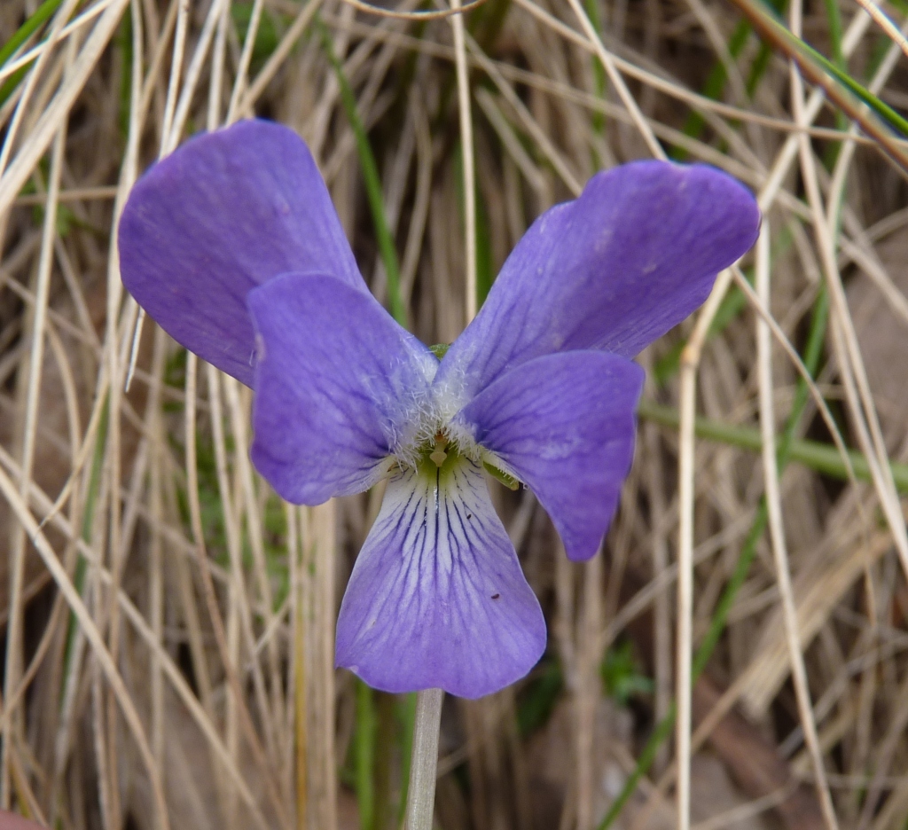 Viola betonicifolia (hero image)