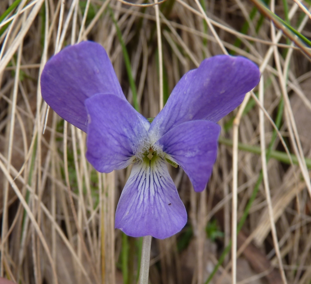 Viola betonicifolia subsp. betonicifolia (hero image)