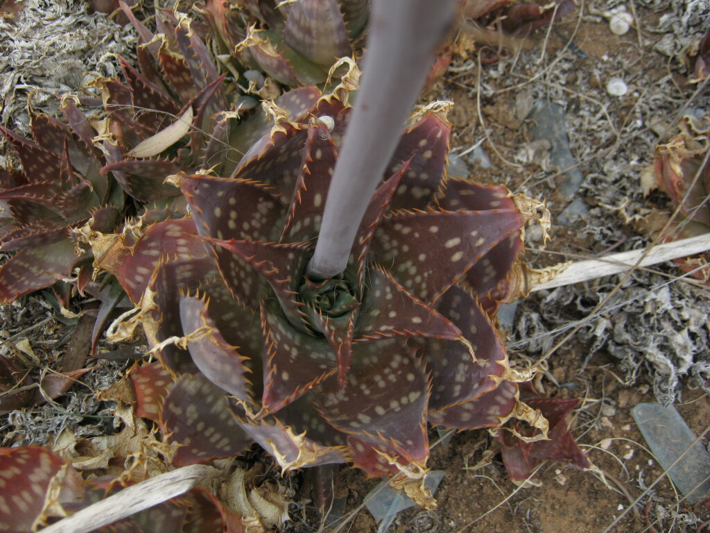 Aloe maculata (hero image)