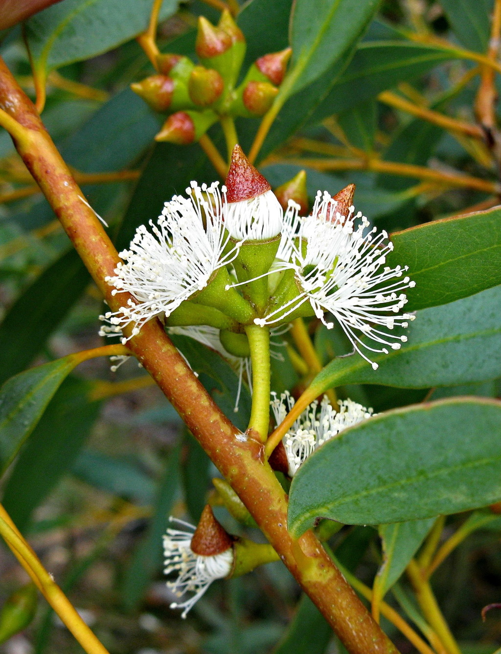 Eucalyptus diversifolia subsp. diversifolia (hero image)