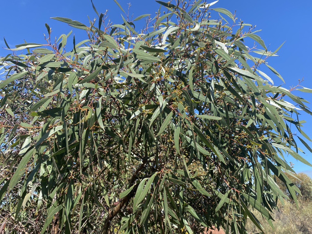 Eucalyptus froggattii (hero image)