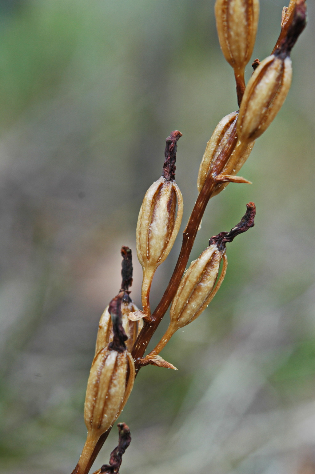 Gastrodia sesamoides (hero image)