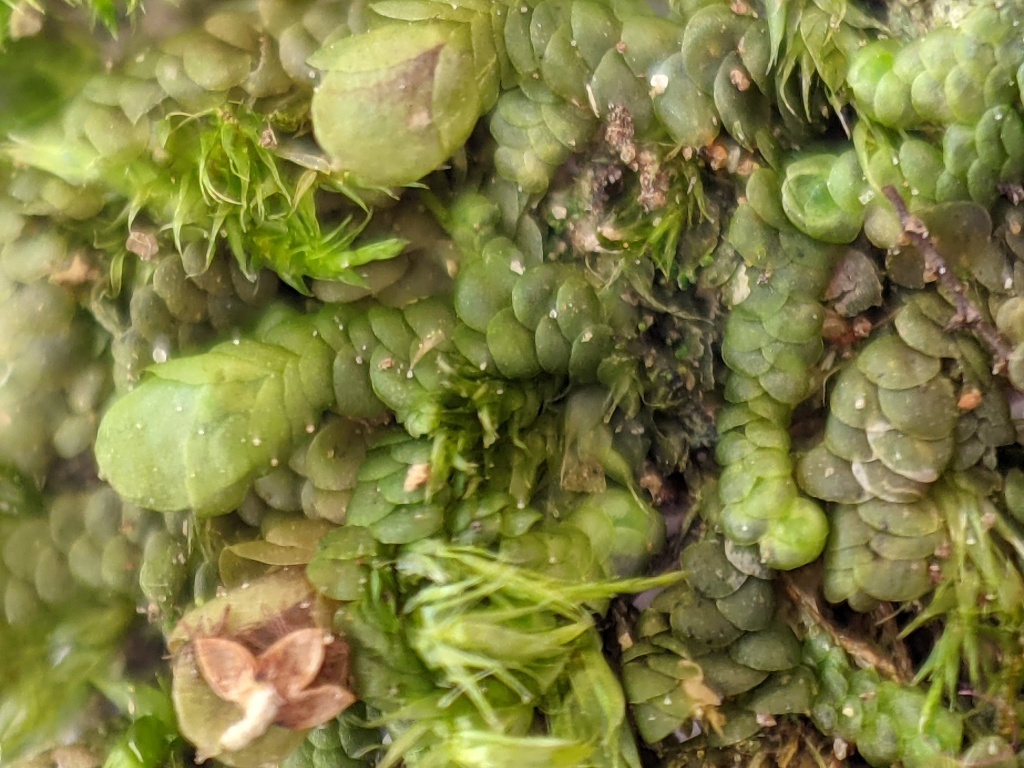 Frullaniaceae (hero image)