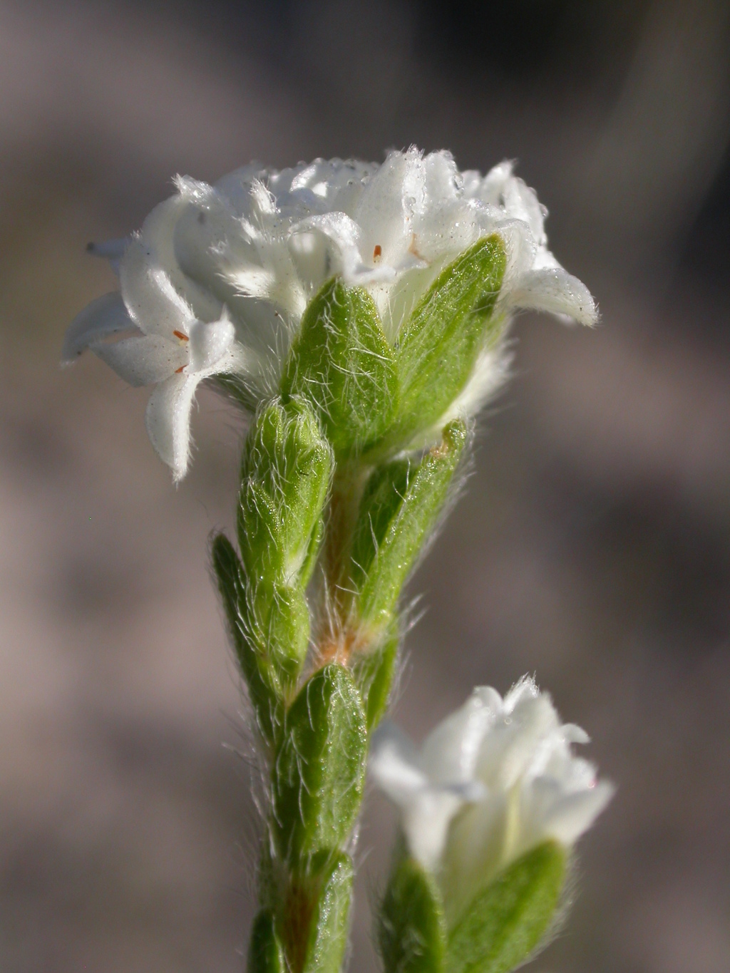 Pimelea phylicoides (hero image)