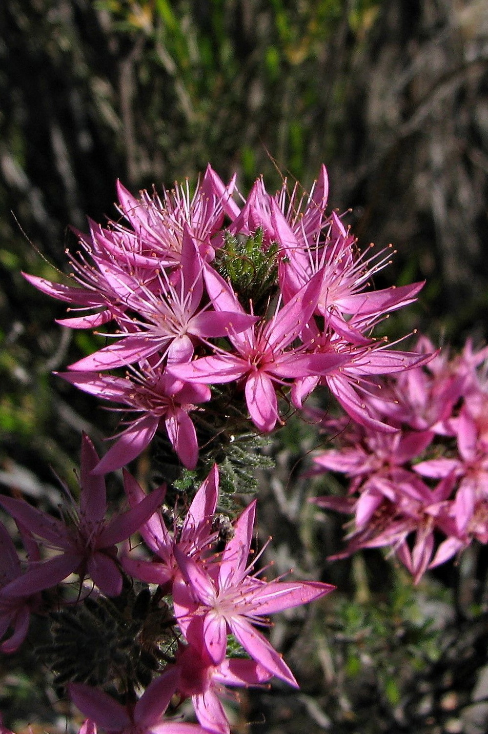 Calytrix tetragona (hero image)