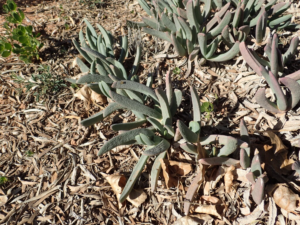 Carpobrotus aff. rossii (N.W. Victoria) (hero image)