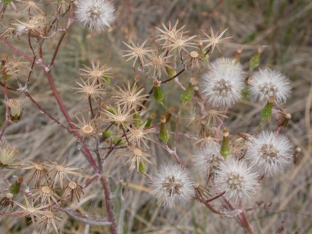 Senecio gunnii (hero image)