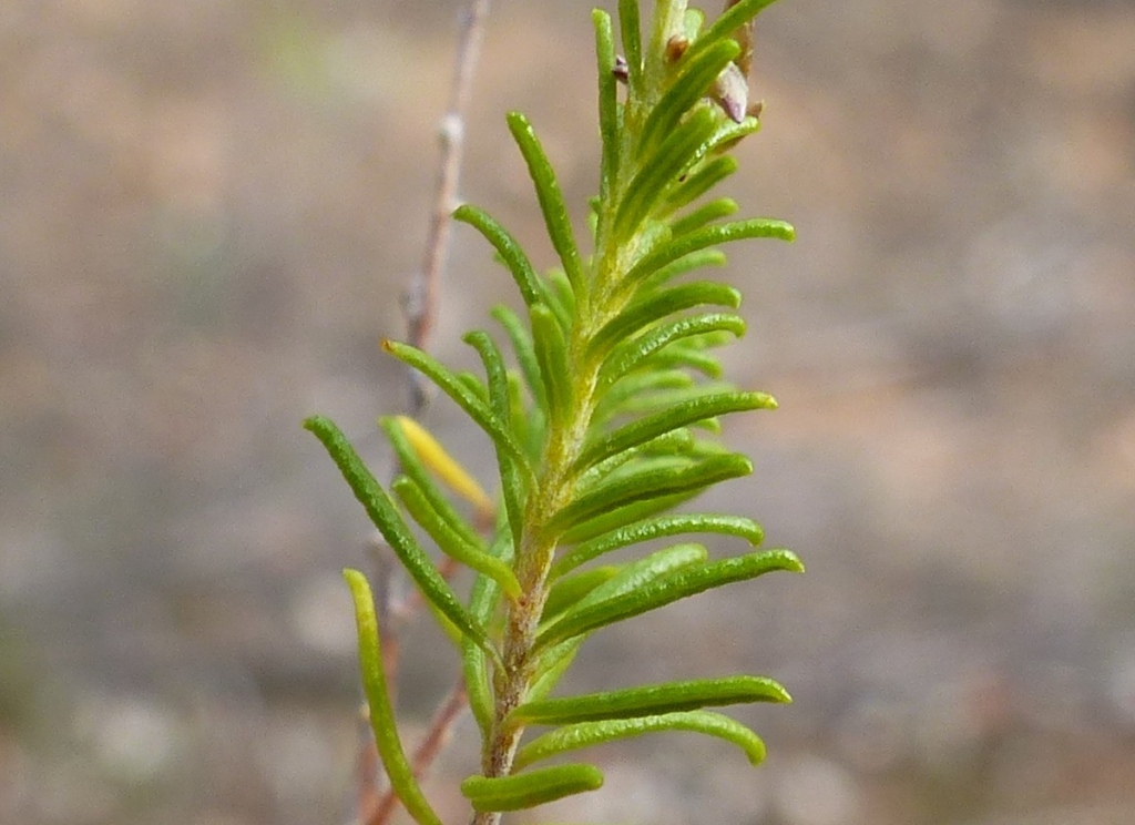 Cassinia (hero image)