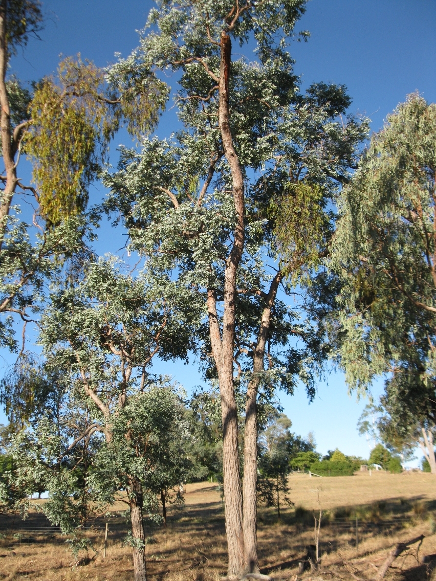 Eucalyptus cinerea (hero image)