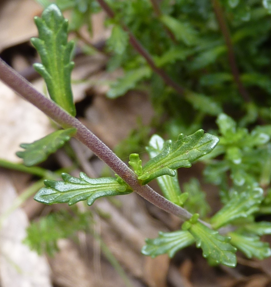 Euphrasia (hero image)