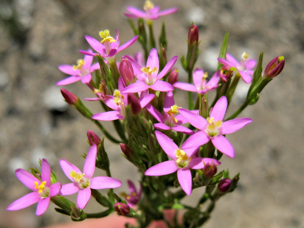 Centaurium tenuiflorum (hero image)