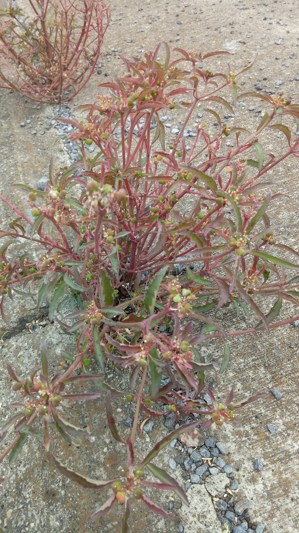 Euphorbia davidii (hero image)