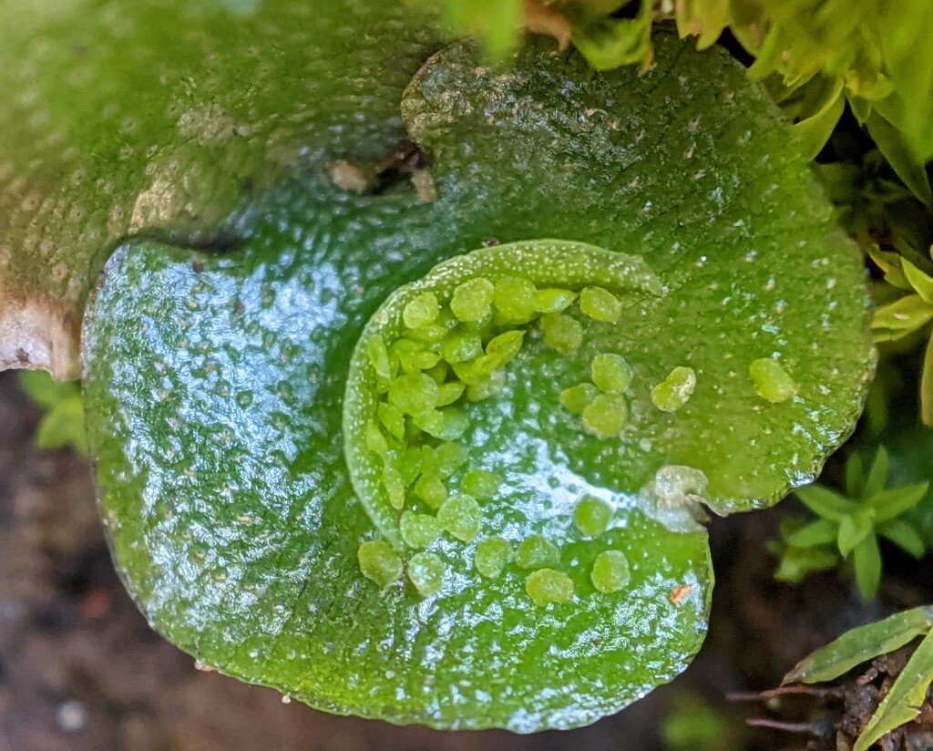 Lunulariaceae (hero image)