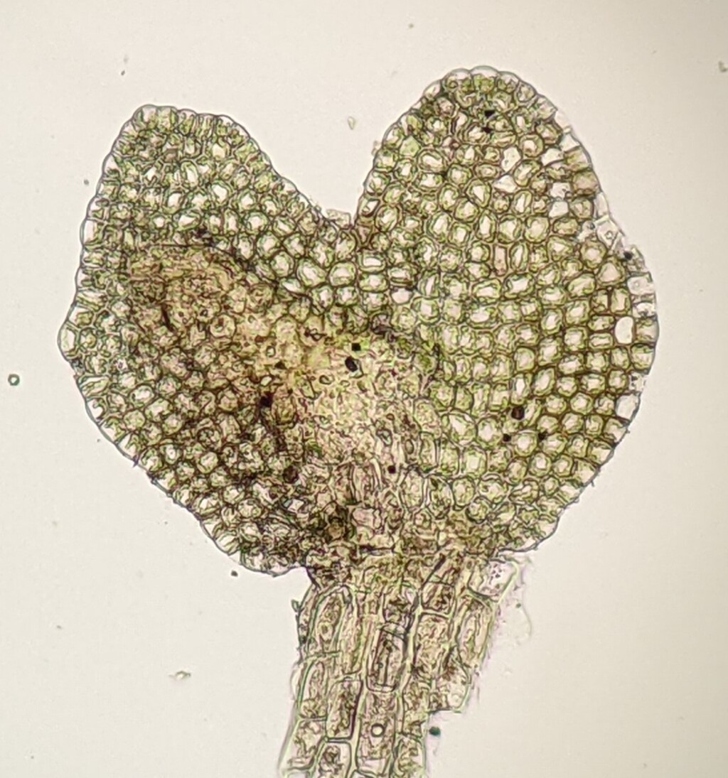Frullania pentapleura (hero image)
