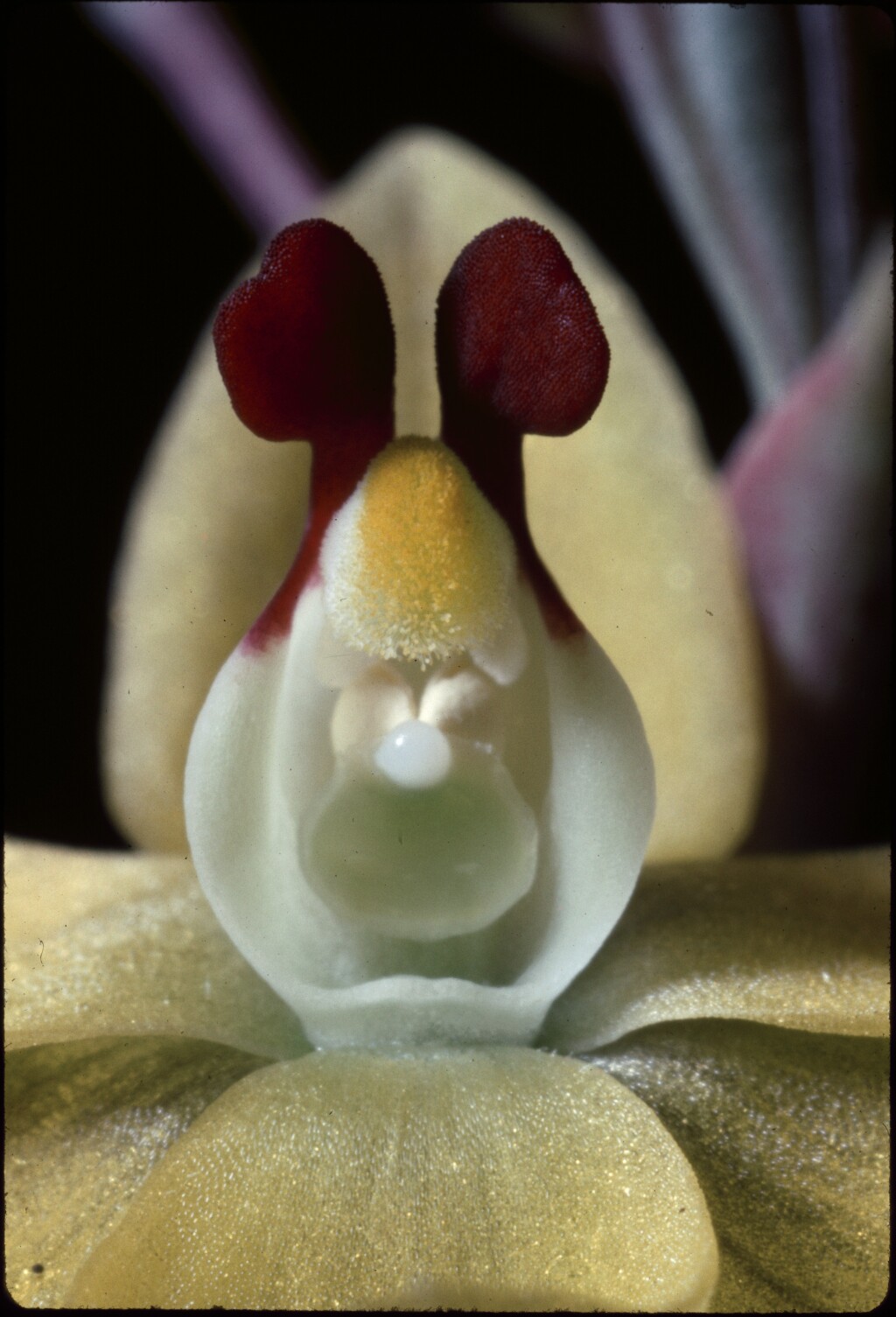 Thelymitra antennifera (hero image)