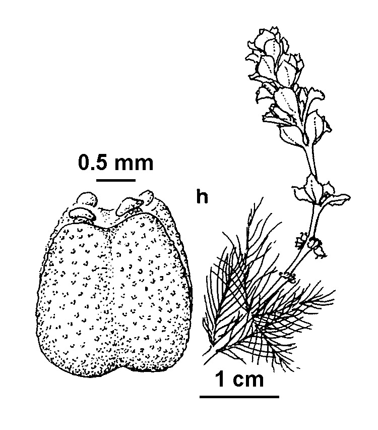 Myriophyllum salsugineum (hero image)