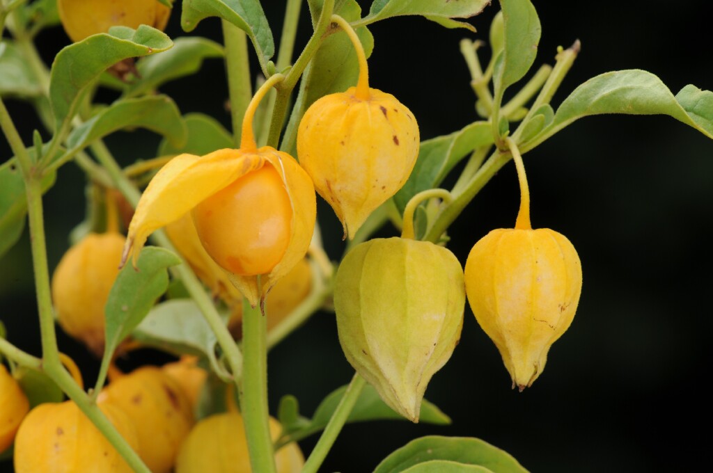 Physalis hederifolia (hero image)