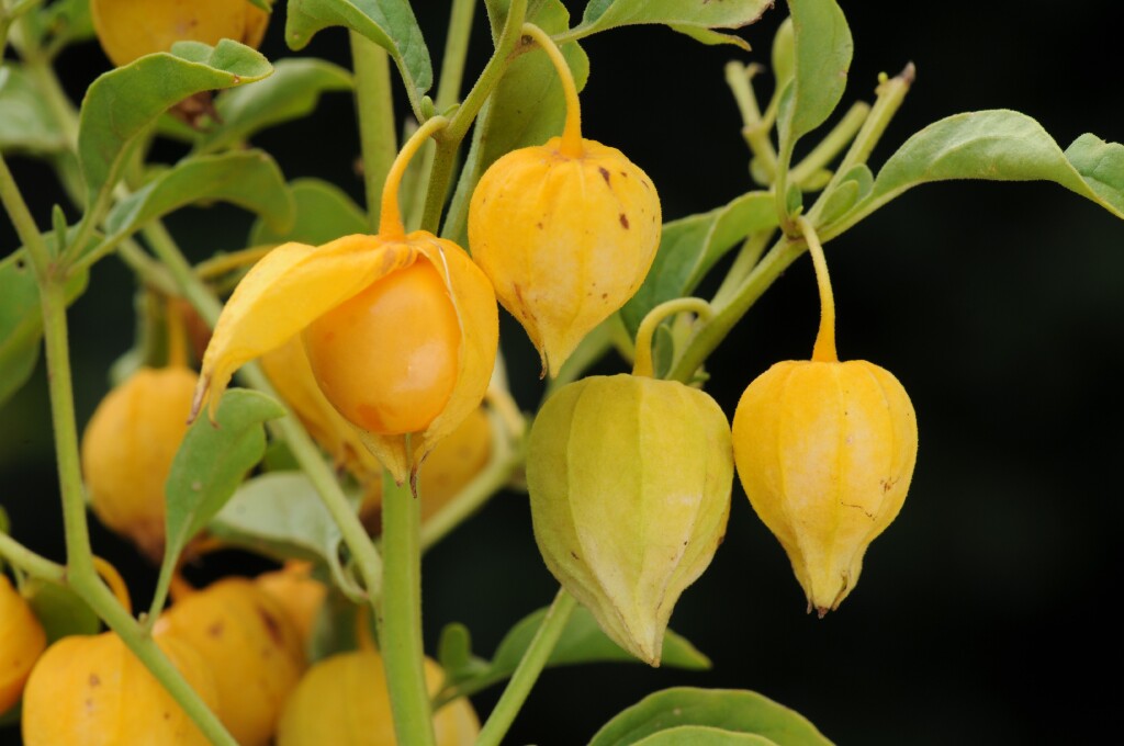 Physalis (hero image)