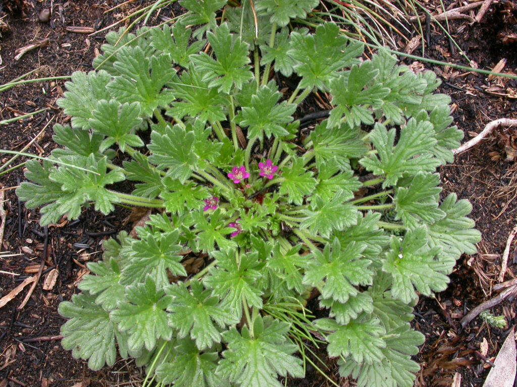 Geranium brevicaule (hero image)