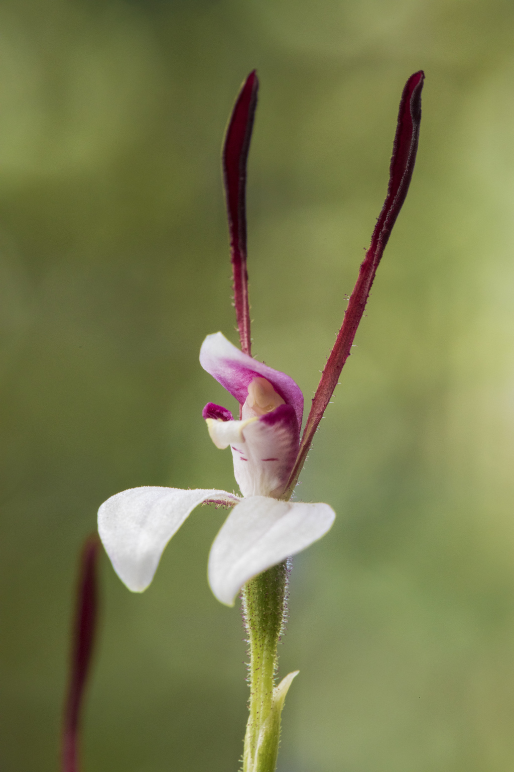 Leptoceras menziesii (hero image)