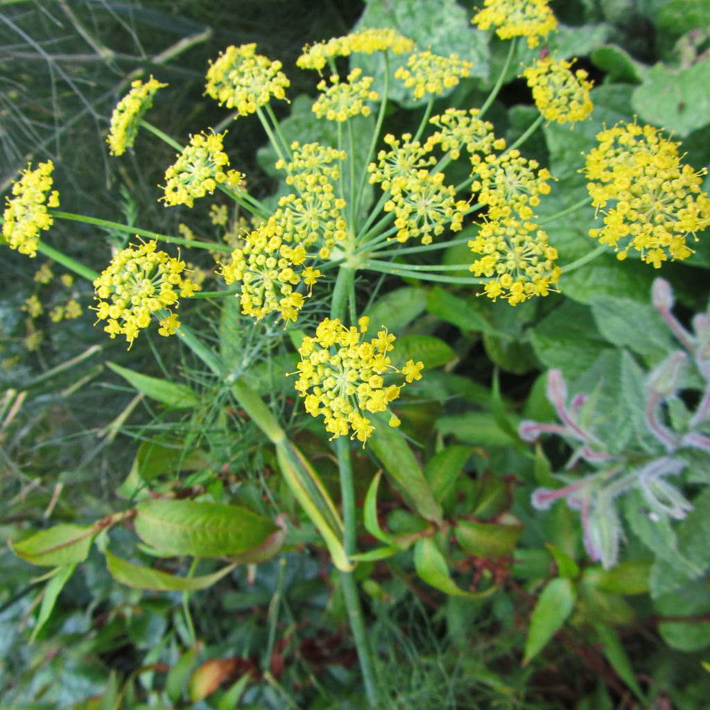 Foeniculum vulgare (hero image)