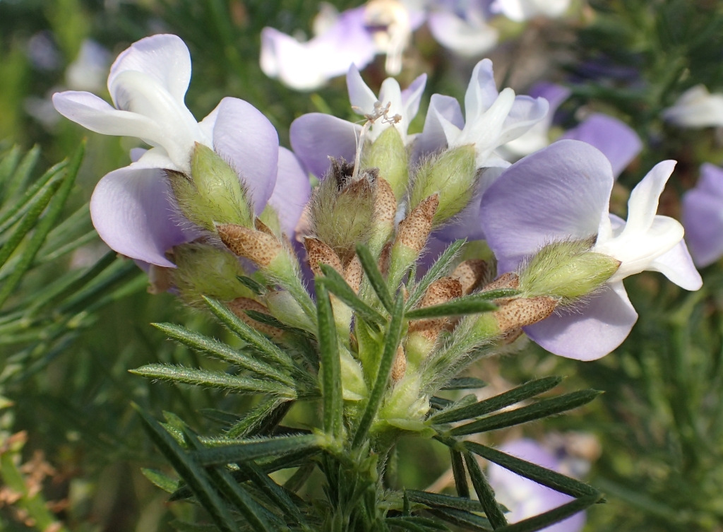 Psoralea arborea (hero image)