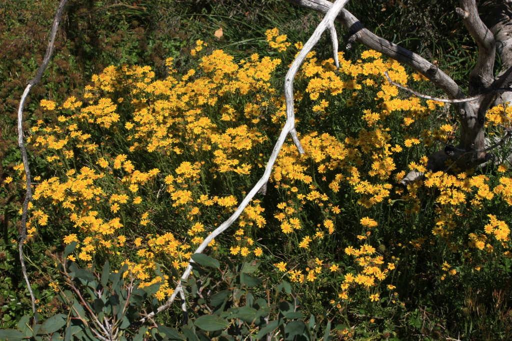 Senecio pinnatifolius var. alpinus (hero image)