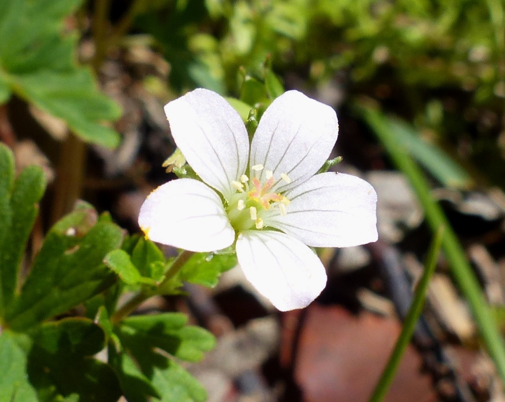 Geranium potentilloides var. 1 (hero image)