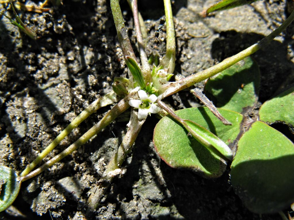 Limosella curdieana (hero image)