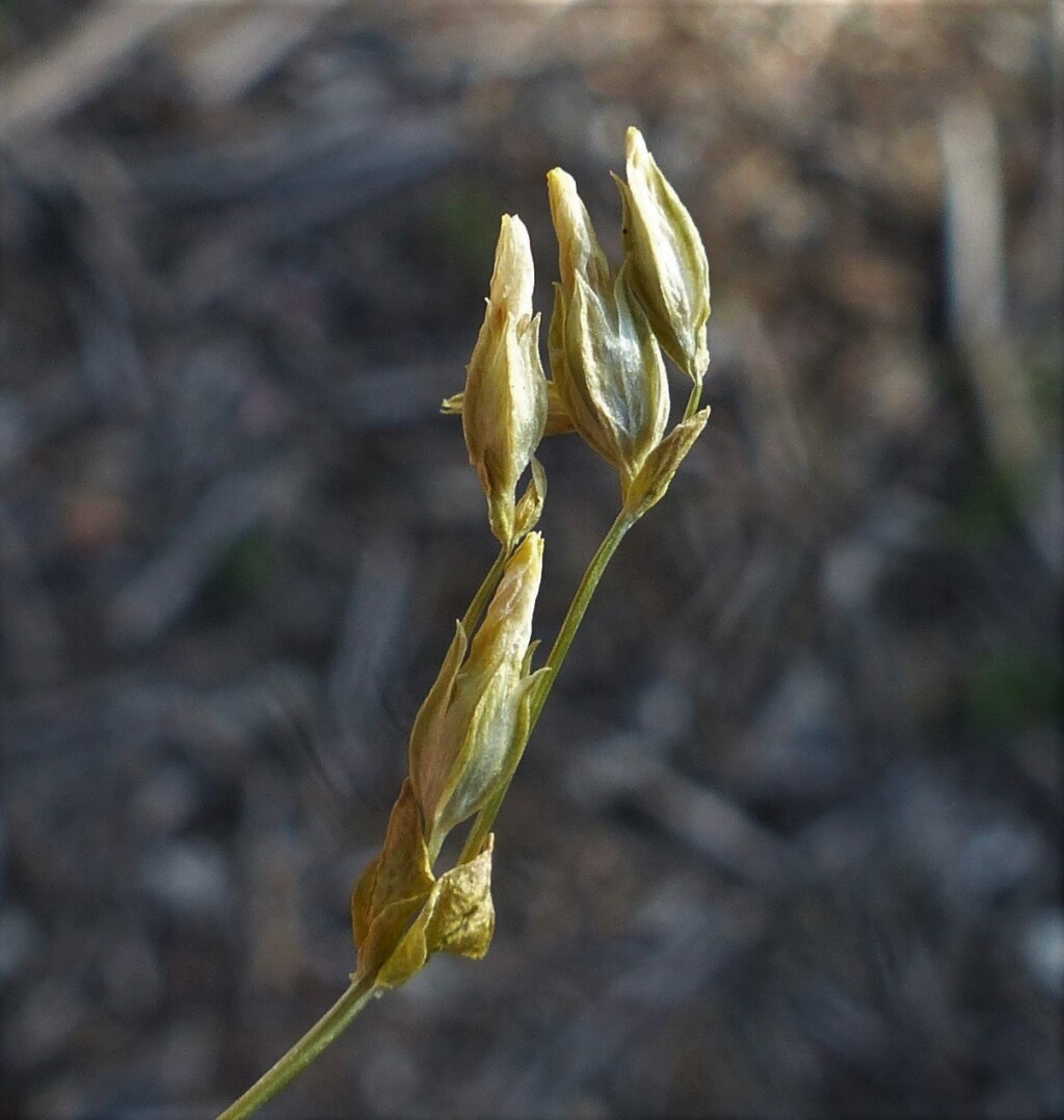 Sebaea ovata (hero image)