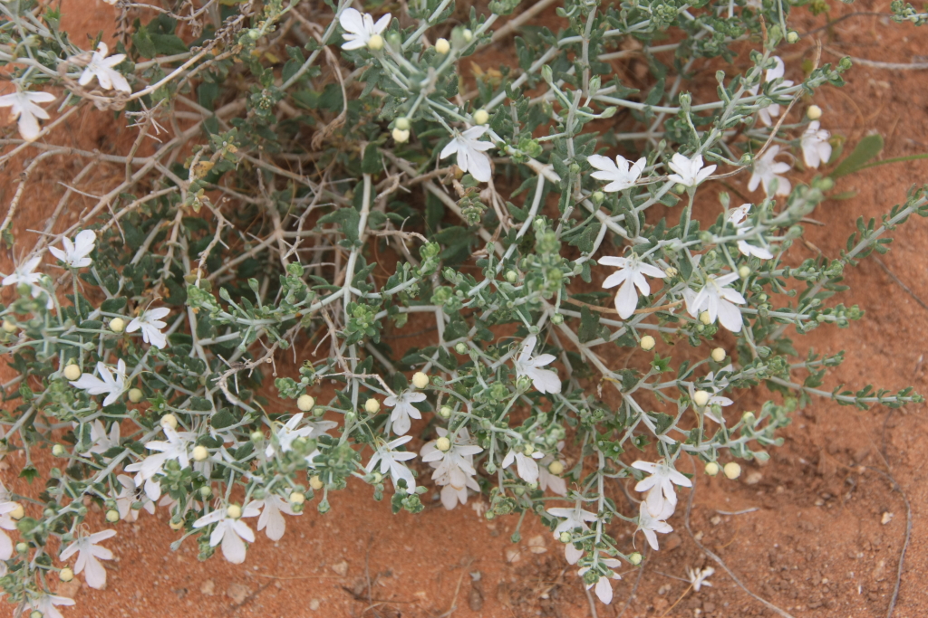 Teucrium albicaule (hero image)